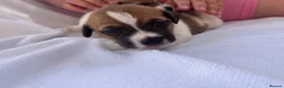 Jack Russell dogs for sale: Jack Russell puppy’s - Advert 3