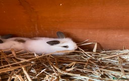 Mini Lop rabbits for sale: 3 beautiful girl baby bunnies  - Image 3