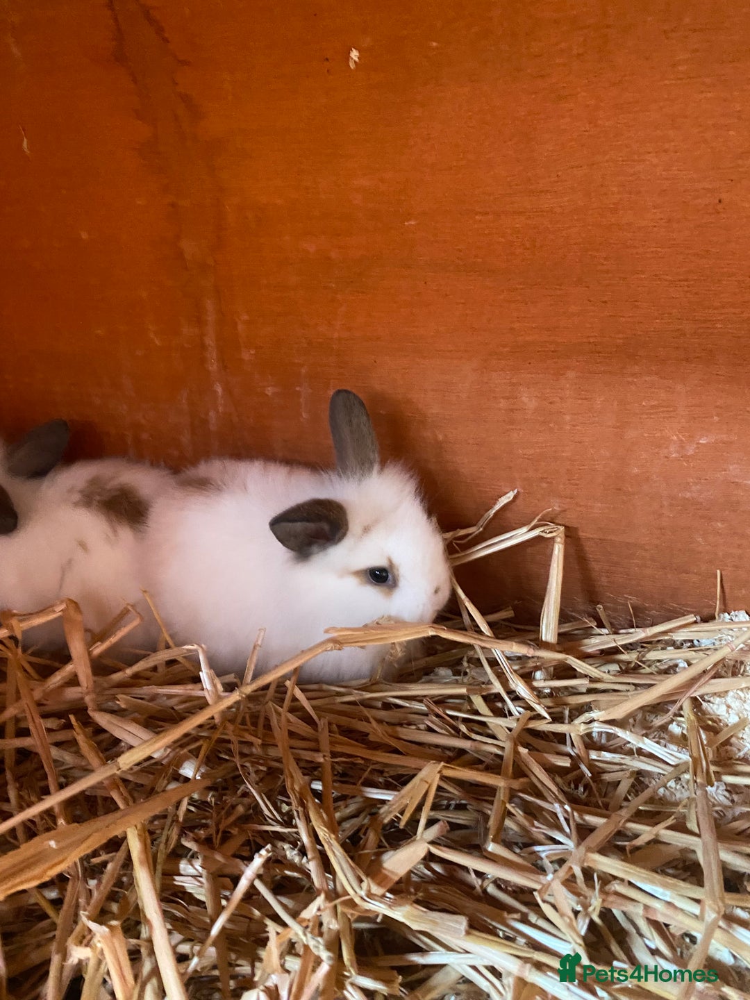 Mini Lop rabbits for sale: 3 beautiful girl baby bunnies  - Image 3