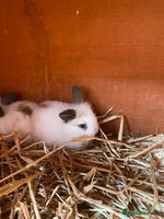 Mini Lop rabbits - Advert 3