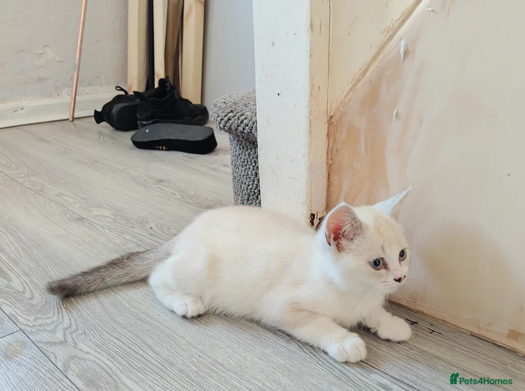 British Shorthair cats for sale: Beautiful white pure bred British shorthair in Stourbridge - Advert 2