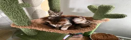 Mixed Breed cats for sale: Stunning bengal cross kittens - Advert 19