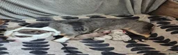 American Bully dogs for sale: Pocket bully  - Advert 1