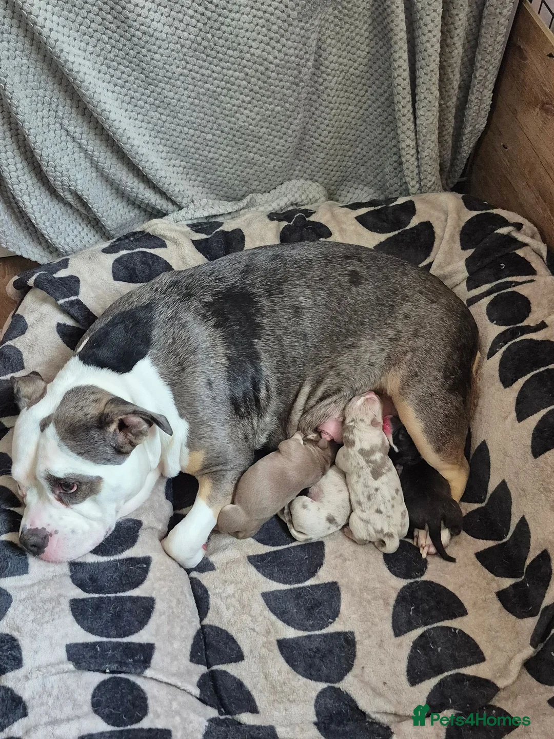 American Bully dogs for sale: Pocket bully  - Advert 1