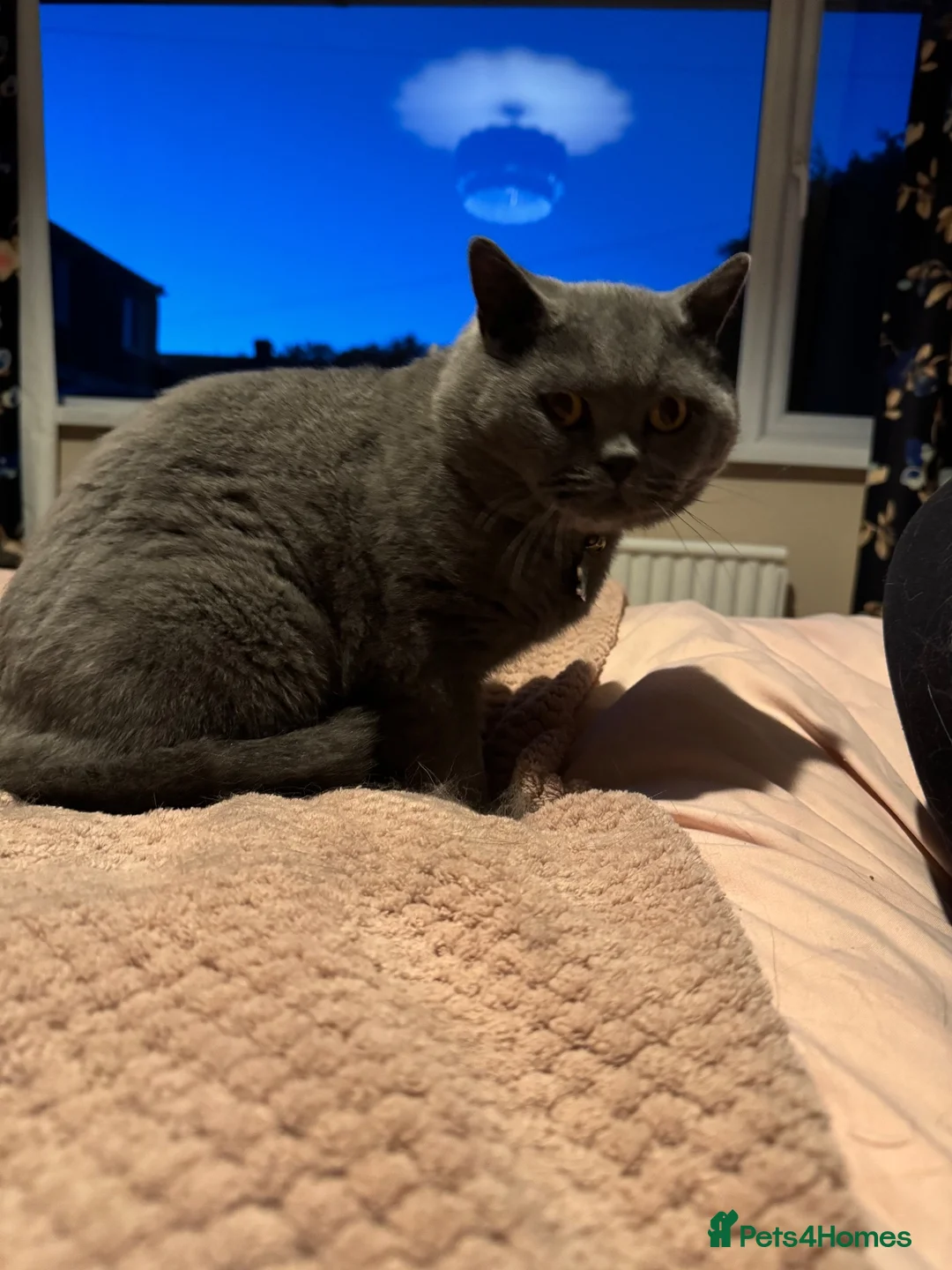 British Shorthair cats for sale: British Shorthair Blue - Advert 3