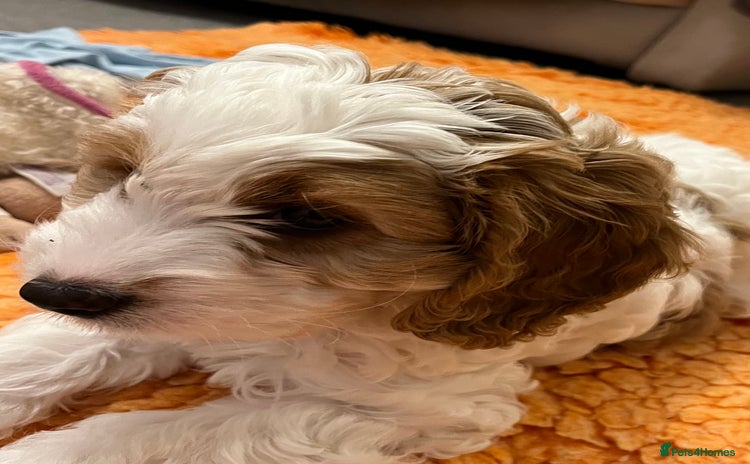 Cavapoo dogs - Advert 5