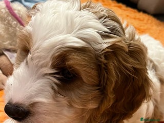 Cavapoo dogs - Advert 18