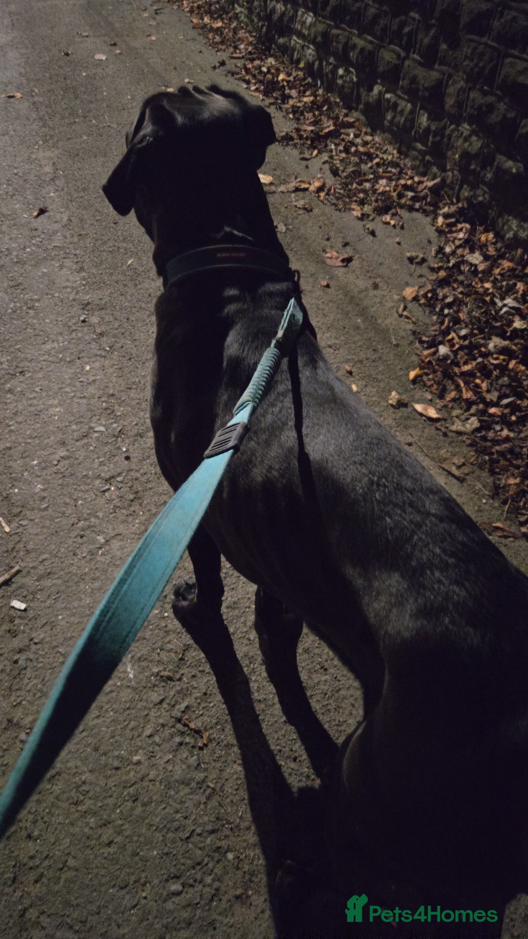 Cane Corso dogs for sale: Cane corso  in Derby - Advert 4