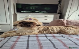 Shih Tzu dogs for sale: Imperial Shi tzu full pedigree puppy  - Image 2