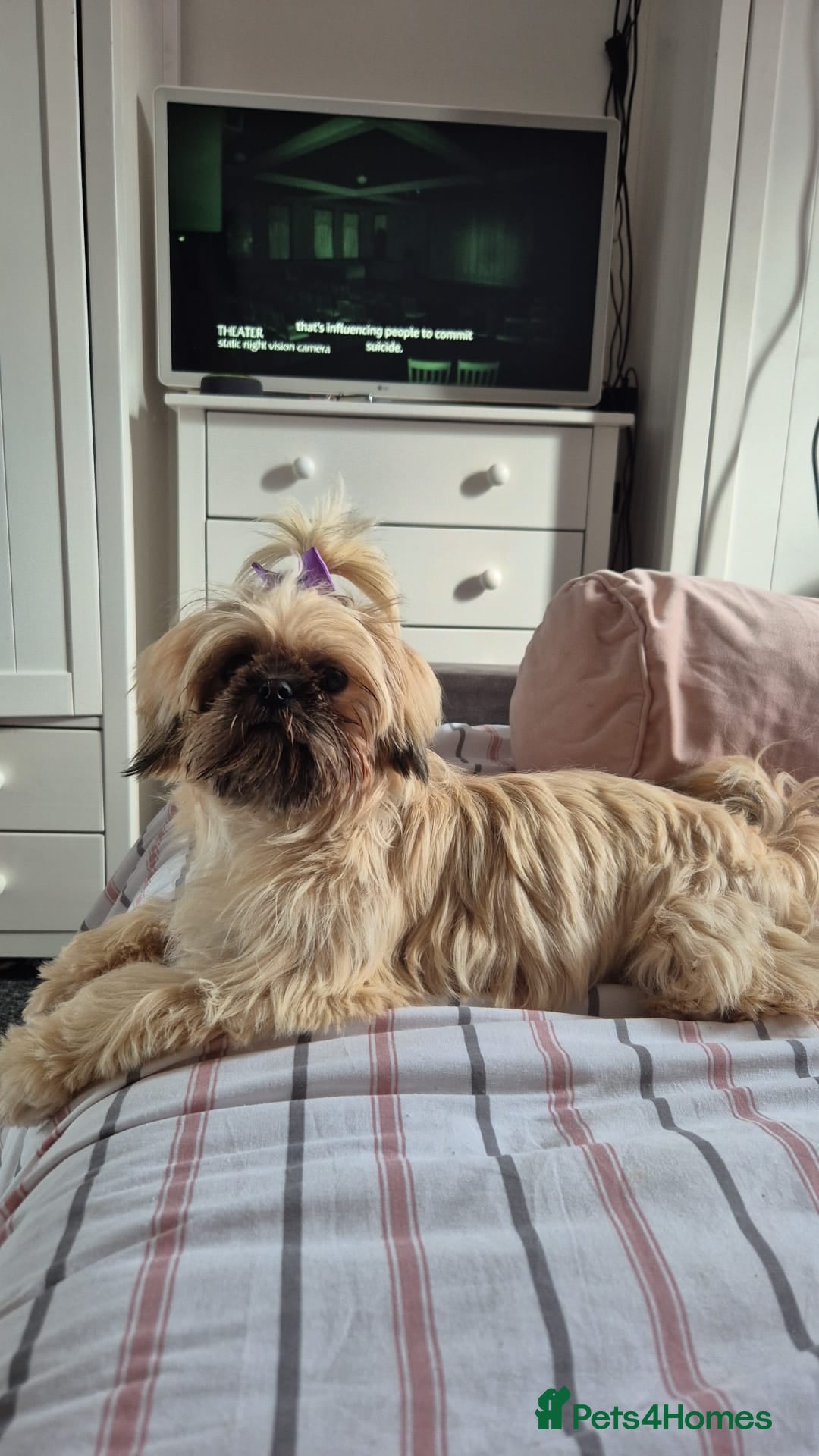 Shih Tzu dogs for sale: Imperial Shi tzu full pedigree puppy  - Image 2