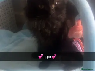 Maine Coon cats Male main coon - Advert 3