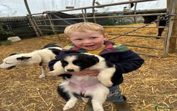 Border Collie dogs for sale: Border collies puppies - Image 36