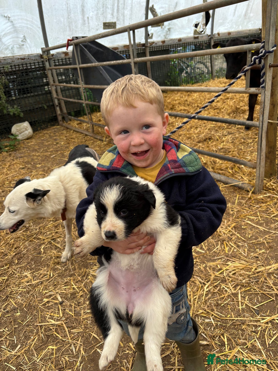 Border Collie dogs for sale: Border collies puppies - Image 36