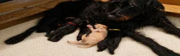 Double Doodle dogs for sale: F2 Miniature Australian Double Doodle  - Advert 29