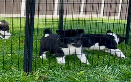 Akita dogs for sale: Quality KC Registered American Akita Puppies - Image 36