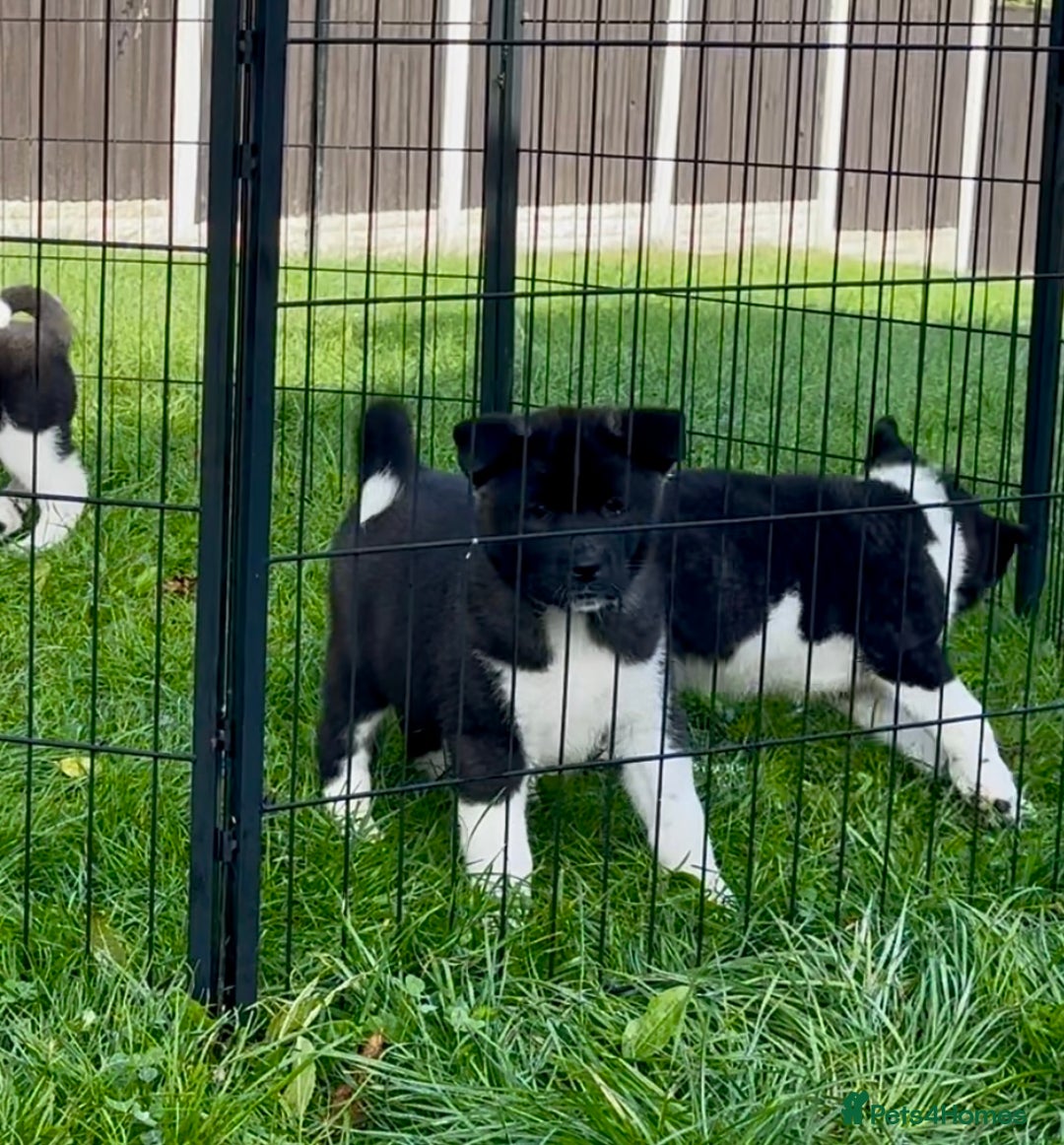 Akita dogs for sale: Quality KC Registered American Akita Puppies - Image 36