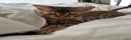 Bengal cats for sale: Male Bengal Kittens for sale - Advert 10