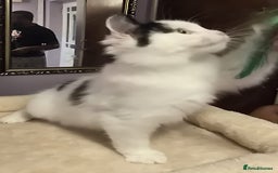 Siberian cats for sale: Beuatiful Siberian Male Kitten  - Image 1