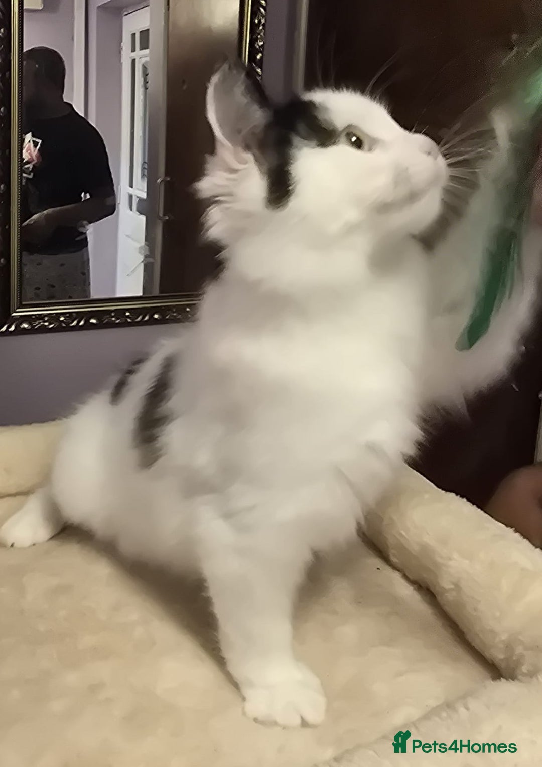 Siberian cats for sale: Beuatiful Siberian Male Kitten  - Image 1