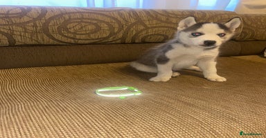 Siberian Husky dogs - Advert 2