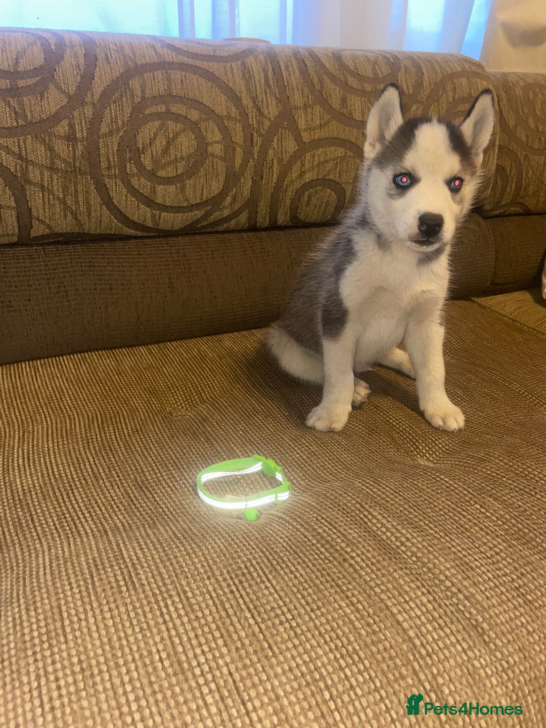 Siberian Husky dogs for sale: Husky puppies  - Image 3