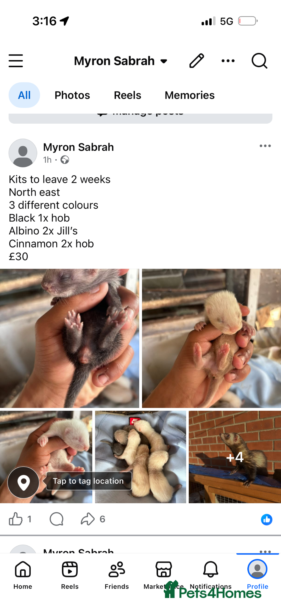 Ferret rodents for sale: Ferret kits hobs&jills  in Middlesbrough - Advert 1