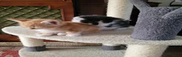 Mixed Breed cats for sale: 6 Kittens Ready for sale in Harrow - Advert 1