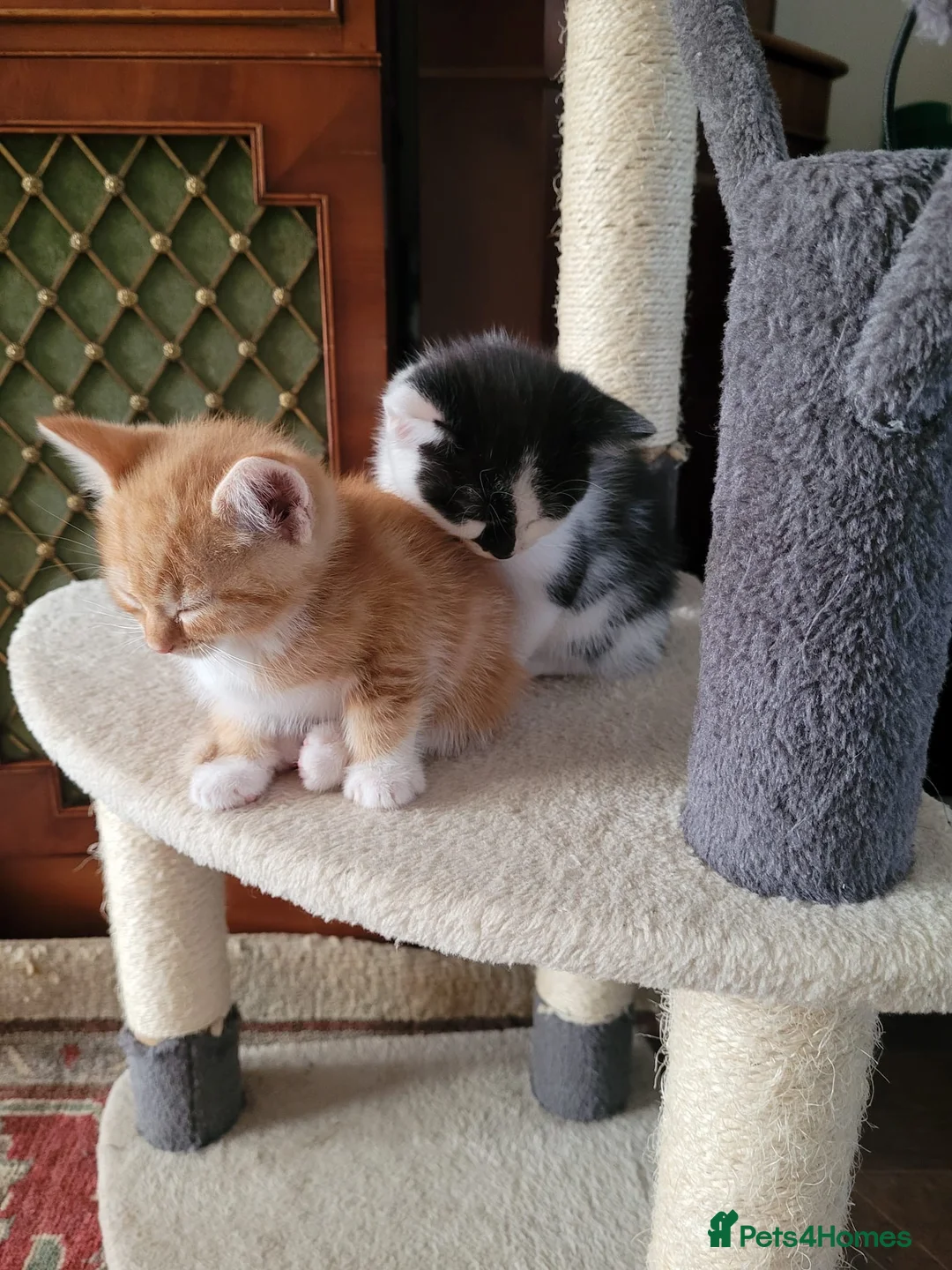 Mixed Breed cats for sale: 6 Kittens Ready for sale in Harrow - Advert 1