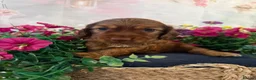 Mixed Breed dogs for sale: F1BB ENGLISH SHOW TYPE COCKERPOOS in Waterlooville - Advert 11