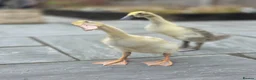 Ducks poultry for sale: 2 baby runner ducks  in Hemel Hempstead - Advert 1