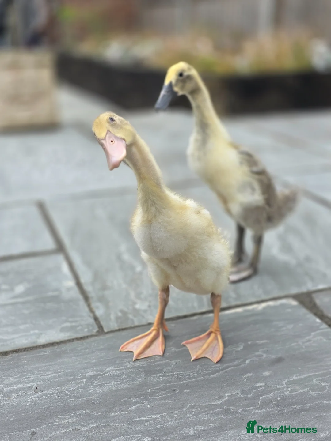 Ducks poultry for sale: 2 baby runner ducks  in Hemel Hempstead - Advert 1
