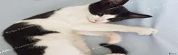 Mixed Breed cats for sale: Beautiful female kitten . - Advert 8