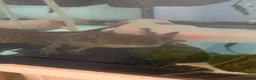 Axolotl reptiles for sale: 2 axolotls and full tank set up in Barnsley - Advert 4