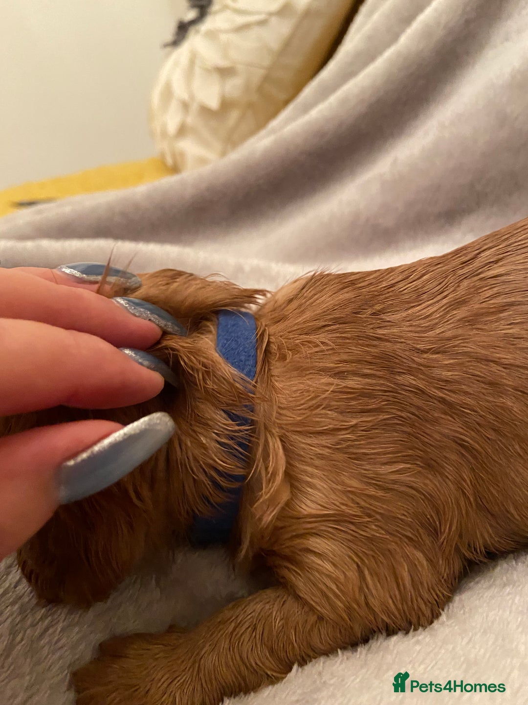 Cavalier King Charles Spaniel dogs for sale: Exceptional, ruby pure bred Cavaliers - Advert 5