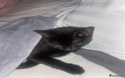British Shorthair cats for sale: British short hair kitten cross  - Image 4