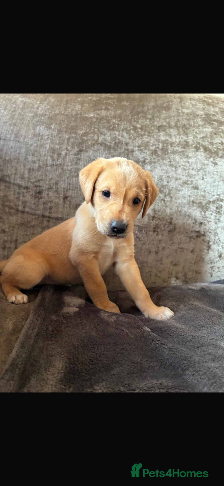 Labrador Retriever dogs Beautiful Labrador retriever puppies in Reading  - Advert 4