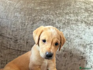 Labrador Retriever dogs Beautiful Labrador retriever puppies in Reading - Advert 1