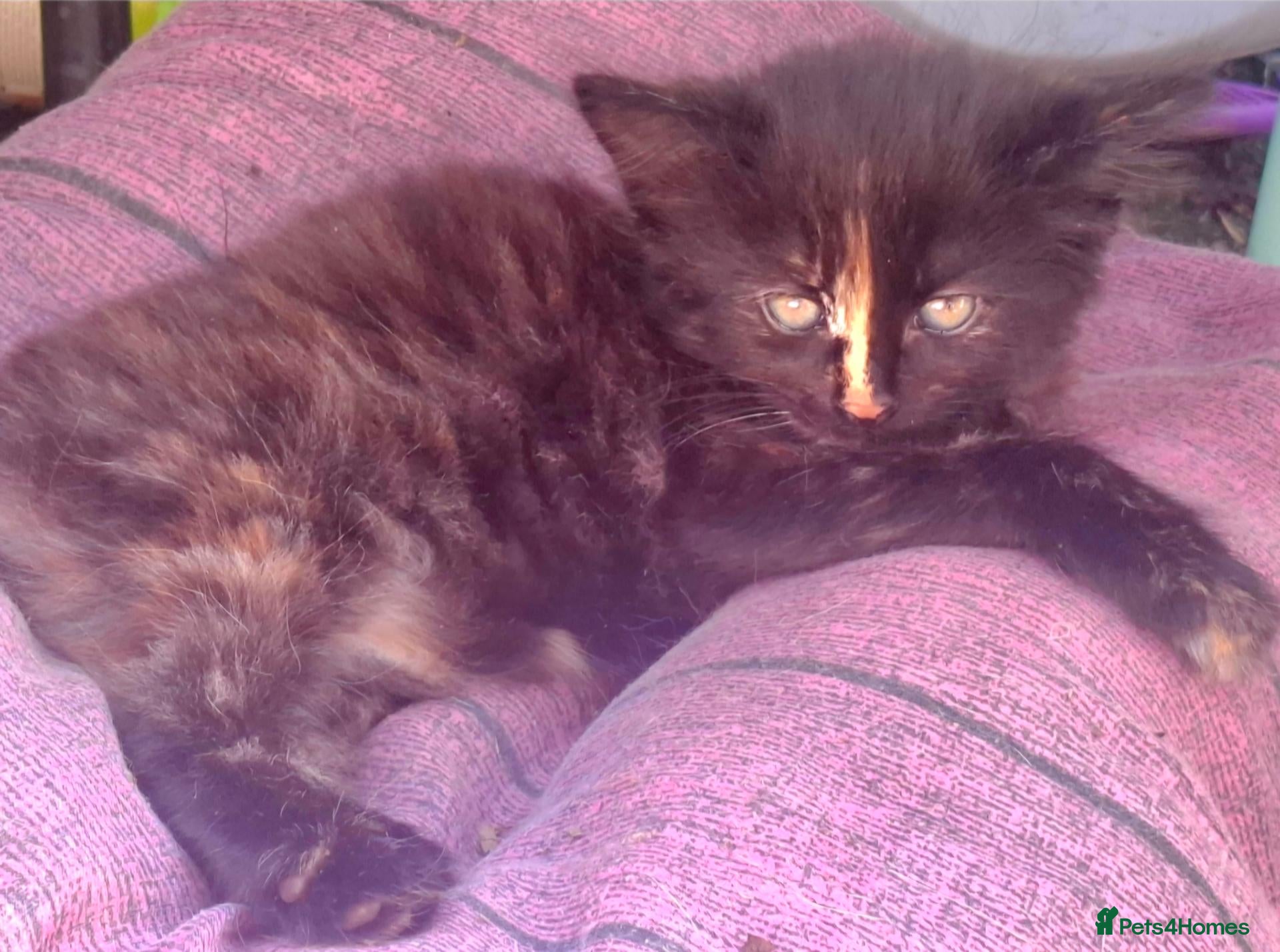 Mixed Breed cats Lovely Kittens 😻 - Advert 2