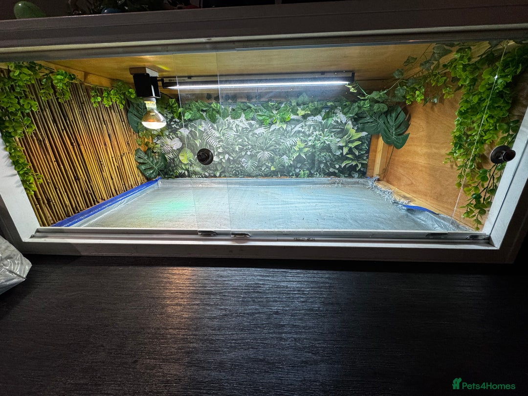 Tortoise reptiles for sale: Redfoot tortoise and enclosure all in - Advert 13