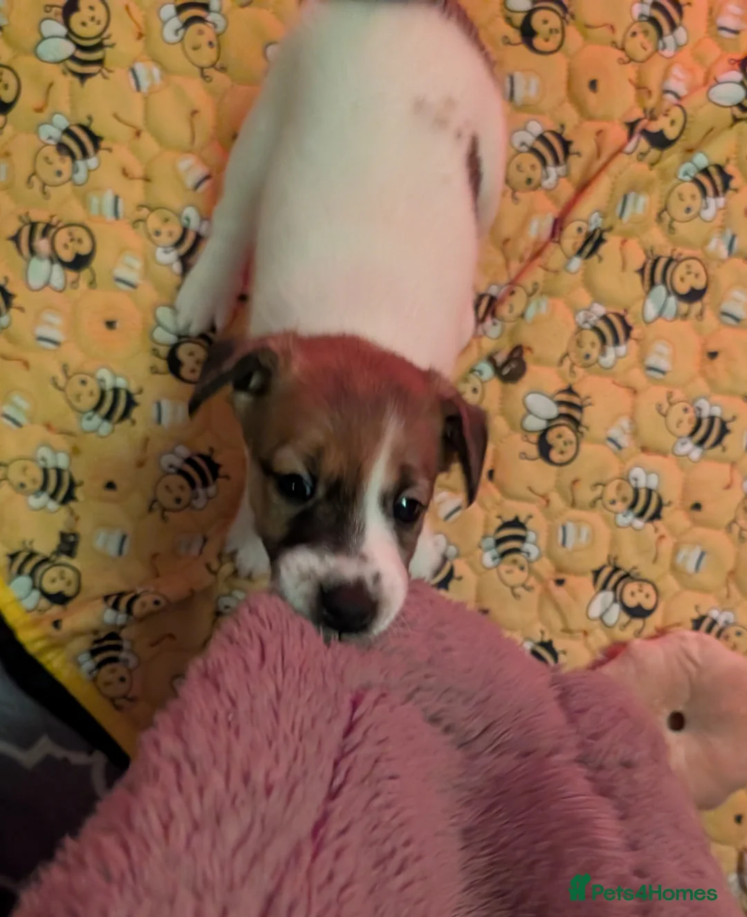 Fox Terrier dogs for sale: Smooth Fox Terrier female available  - Advert 7