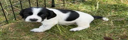 Sprocker dogs for sale: F1 Sprockers - Advert 17