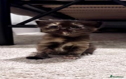 Domestic Shorthair cats for sale: 4 beautiful kittens  - Image 8