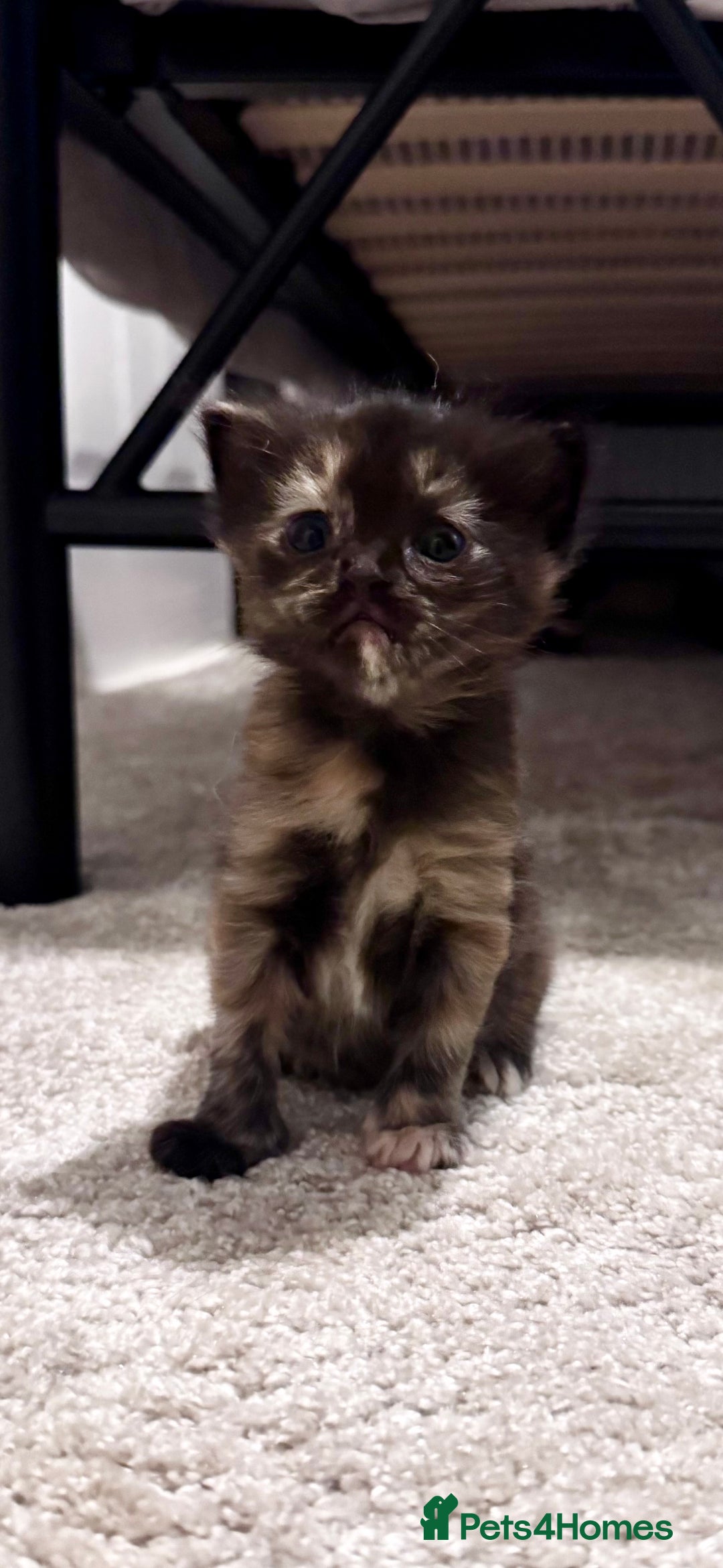 Domestic Shorthair cats for sale: 4 beautiful kittens  - Image 8