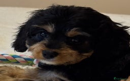 Cavapoo dogs for sale: Health-checked calm loving pups - Image 9