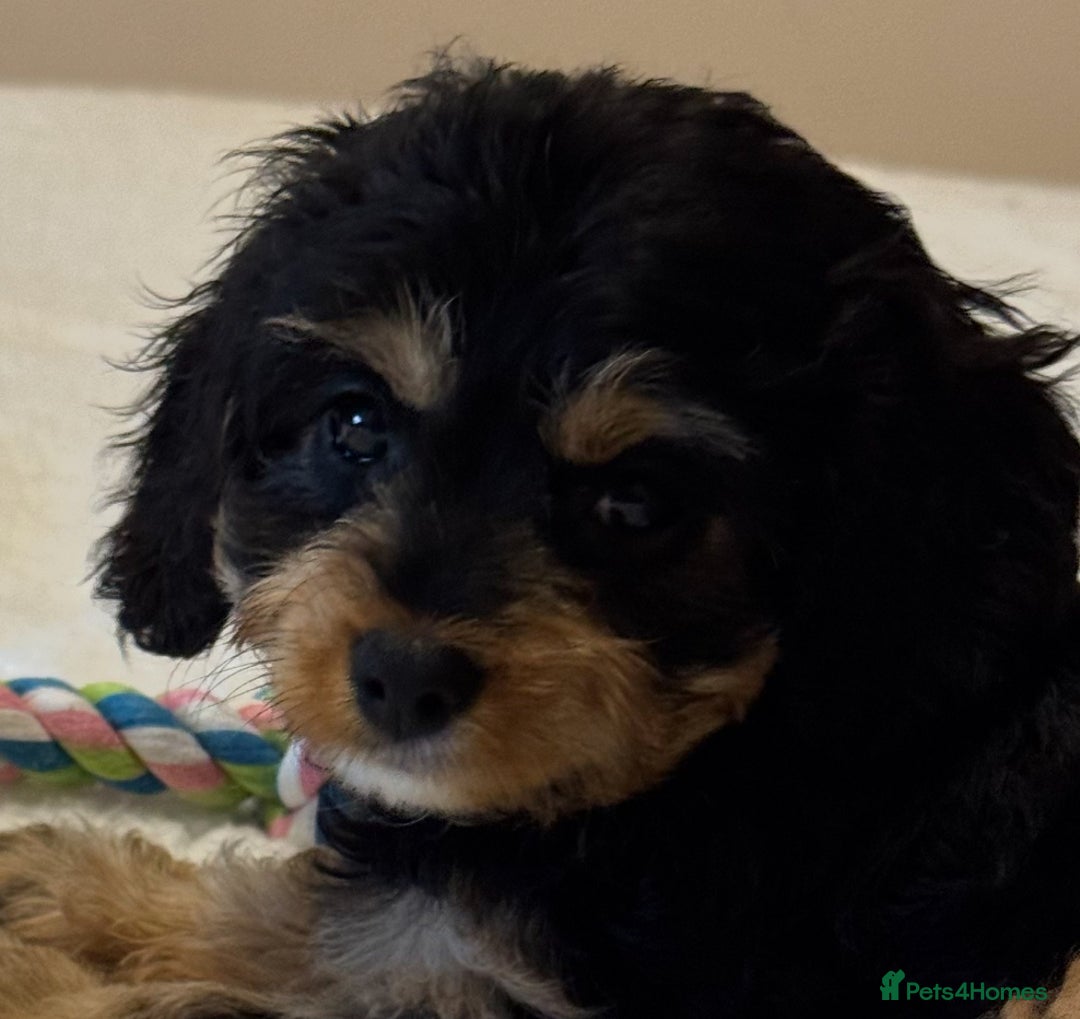 Cavapoo dogs for sale: Health-checked calm loving pups - Image 9