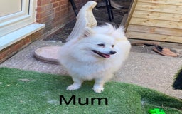 Japanese Spitz dogs for sale: Beautiful Japanese Spiltz - Image 6