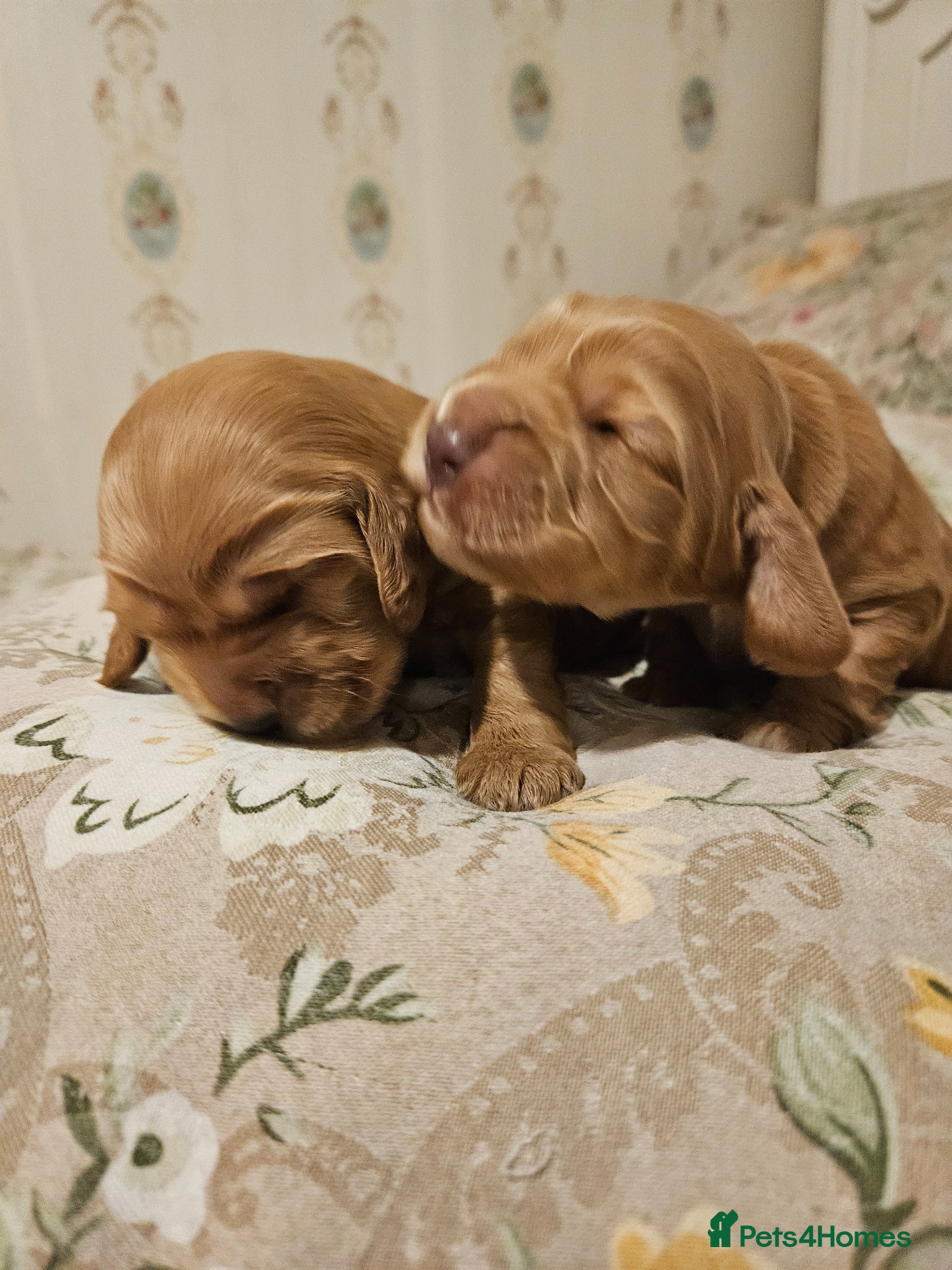 Cocker Spaniel dogs Beautiful show cocker spaniel KC registered  - Advert 14