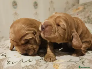 Cocker Spaniel dogs Beautiful show cocker spaniel KC registered - Advert 14