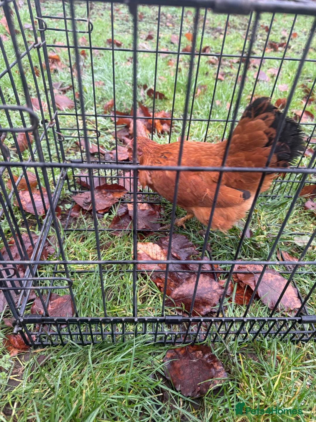 Chickens poultry for sale: 3 New Hampshire red pullets and a Pekin frizzle - Advert 1