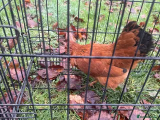 Chickens poultry 3 New Hampshire red pullets and a Pekin frizzle - Advert 3